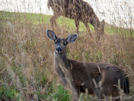 A small antler-less deer standing amidst tall grass, looking towards the camera; a second deer is silhouetted among the grass stalks in the background