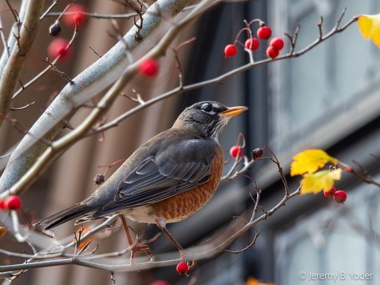 A fat thrush with slate-gray wings and head and a brick-red breast, perched on a branch with some small red fruits and yellow leaves still hanging on it