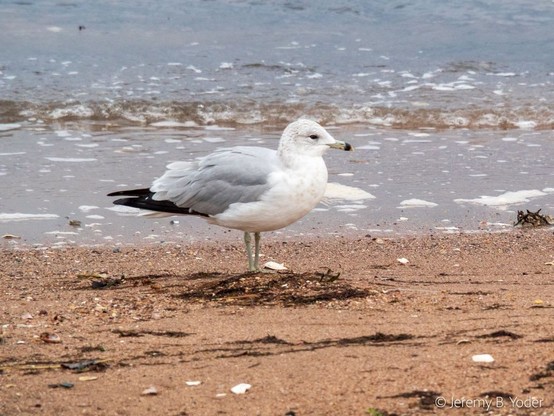A medium-sized gull, mostly white with gray wings and black wingtips, with gray streaking on its head and a black ring around its yellow bill, standing on a sandy beach near the water line