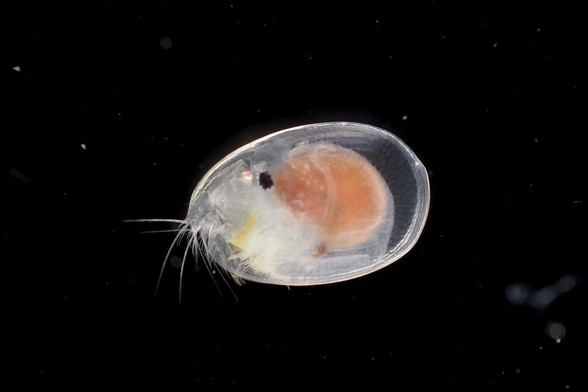 image/jpeg a microscopic dark-field photograph shows an oval transparent clam-like organism with an orange interior, distinct eye-spot, and antennae extending to the front. Vargula hilgendorfii. CC-BY-SA 4.0