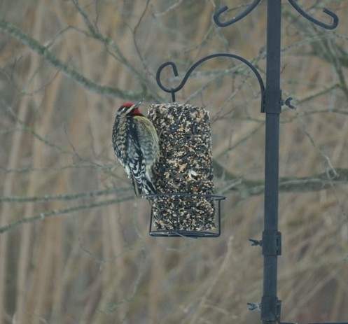 A photo of a woodpecker clutching onto a seed cylinder with a laddered black back, yellow tinged belly and bright red head and chin.