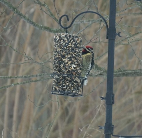 A photo of a woodpecker clutching onto a seed cylinder with a yellow tinged belly, bright red head and chin, and distinct black bib.
