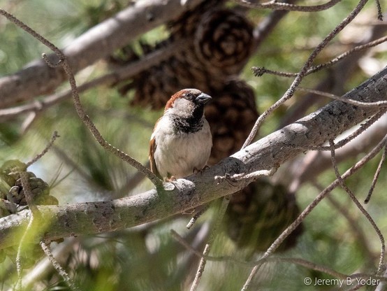 A European house sparrow, the subject of the case study presented in the linked paper
