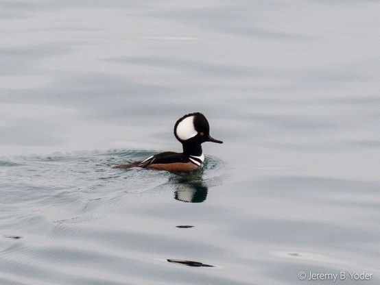 A black duck with red-brown flanks and striking white marks across its breast, as well as a large sail-like crest with a big white patch  , swimming in rippling water