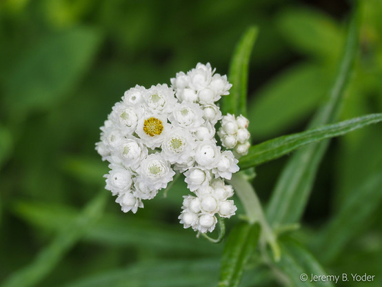 An inflorescence of small asteraceous flowers, most of them with white rays closed but a single one open to reveal yellow disc florets