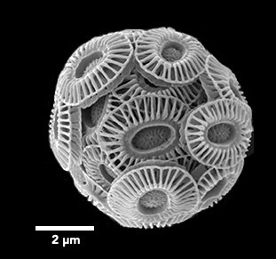 image/jpeg a scanning electron micrograph of a spherical organism covered in oval plates with radiating spokes from a depressed center, looking similar to lifesaver candies. Scale bar suggests cell is about 8 microns in diameter. Photo from Jeremy Young CC-BY-SA 4.0.