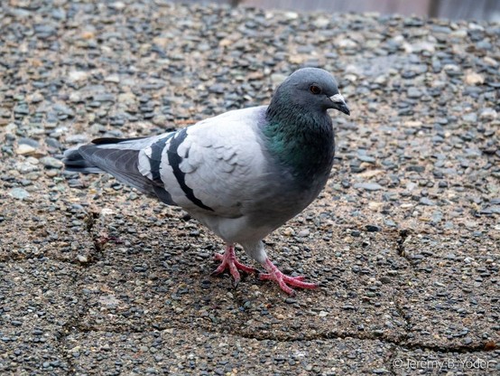 A gray and white dove with black stripes and some green iridescence on its neck, walking on a pebbly concrete surface