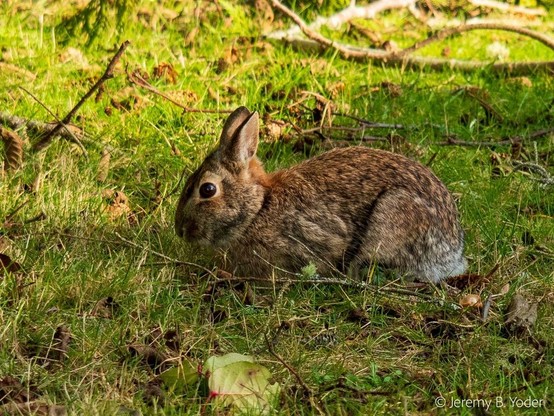 A brown rabbit with eyes wide, crouched in short sun-dappled grass