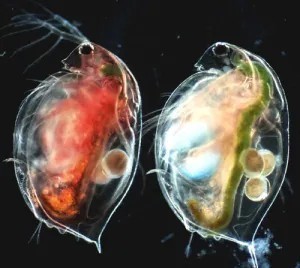 image/jpeg microscopic photo of two crustacean zooplankton side by side, with the one on the left distinctly red in colour while the right one is translucent. Image from CES University of Indiana.