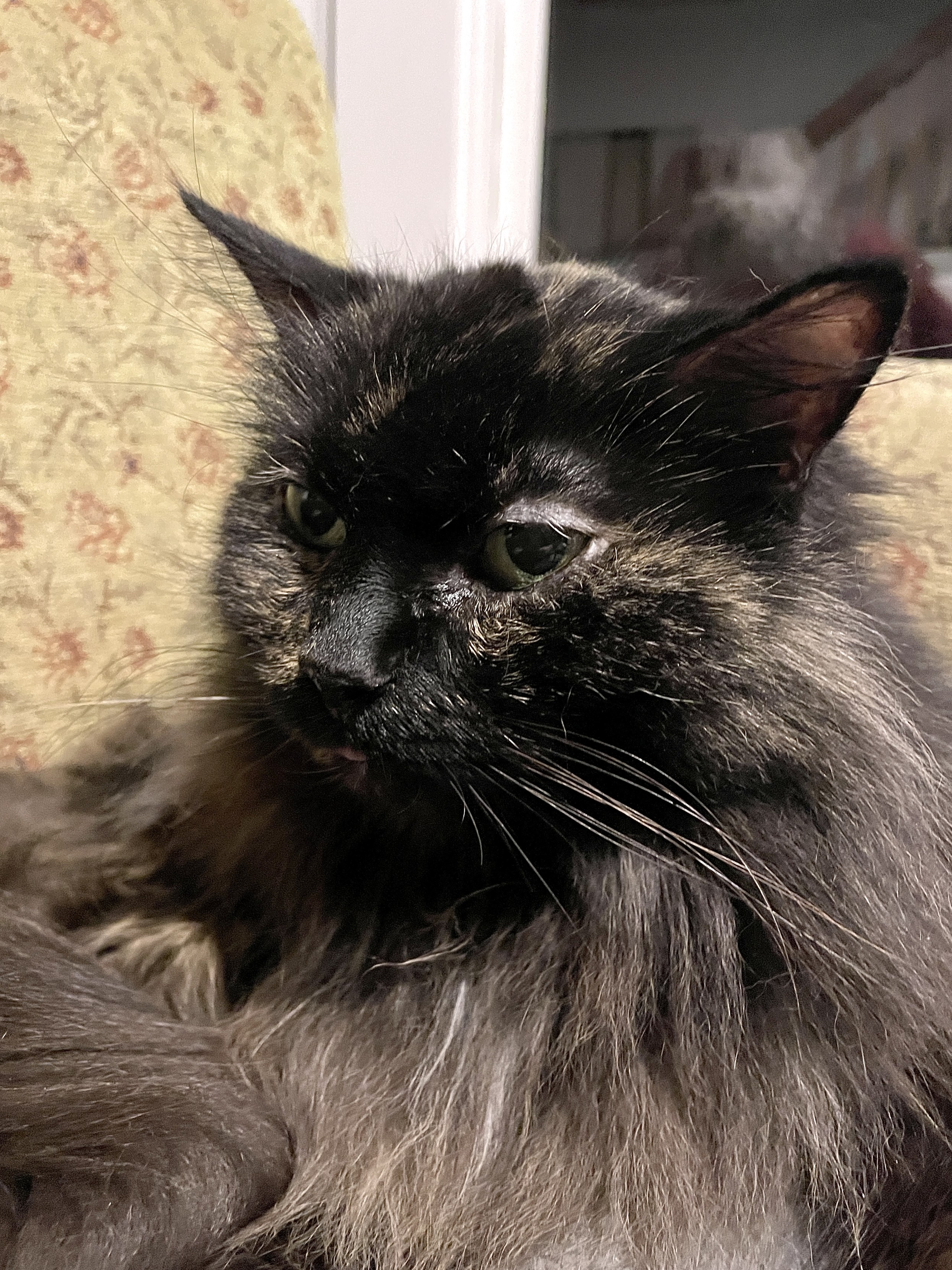 Closeup of the head a senior tortie cat looking toward the left, her very fluffy mane flowing out to the sides and downward. It appears she is posing, eyes looking straight ahead, her tan streaked and dark brown face catching the light of the room. Her whiskers are jetting out to the side, including her one white whisker. And then there’s her tiny pink tongue beneath it all barely poking out.