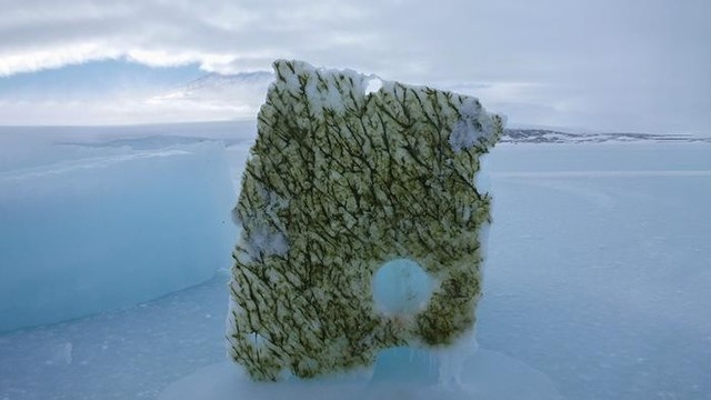 image/jpeg a block of ice with a thick green-brown growth of algae is propped up on an expansive smooth ice-sheet. Photo from Aarhus University, Lars Chresten Lund-Hansen.