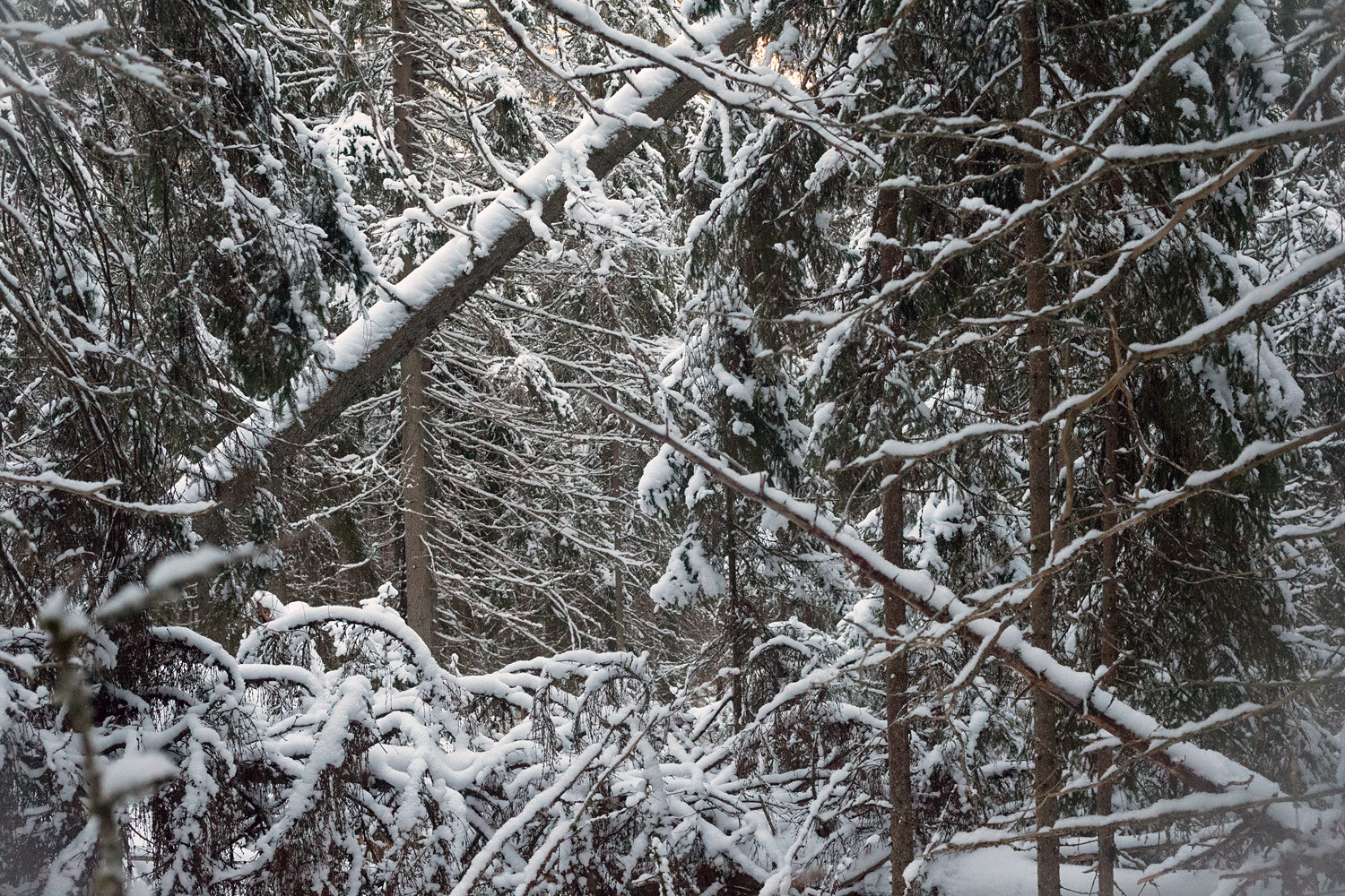 Konkeloon kaatunut iso kuusi lumisessa metsässä.