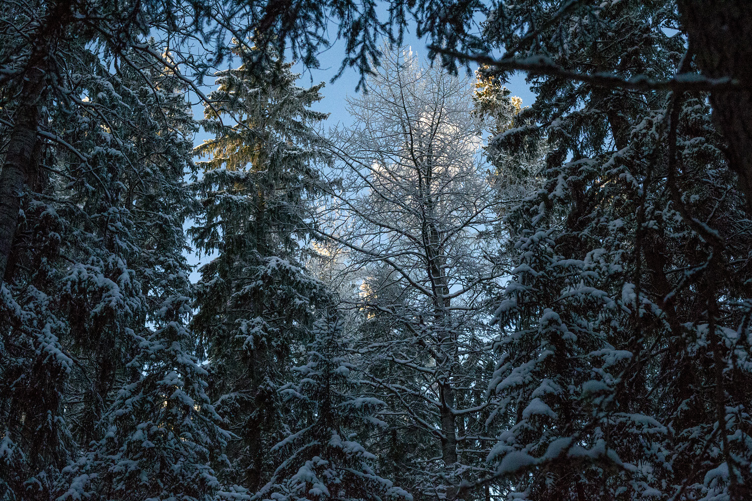 Iso haapa, johon aurinko osuu muuten hämärässä lumisessa metsässä.
