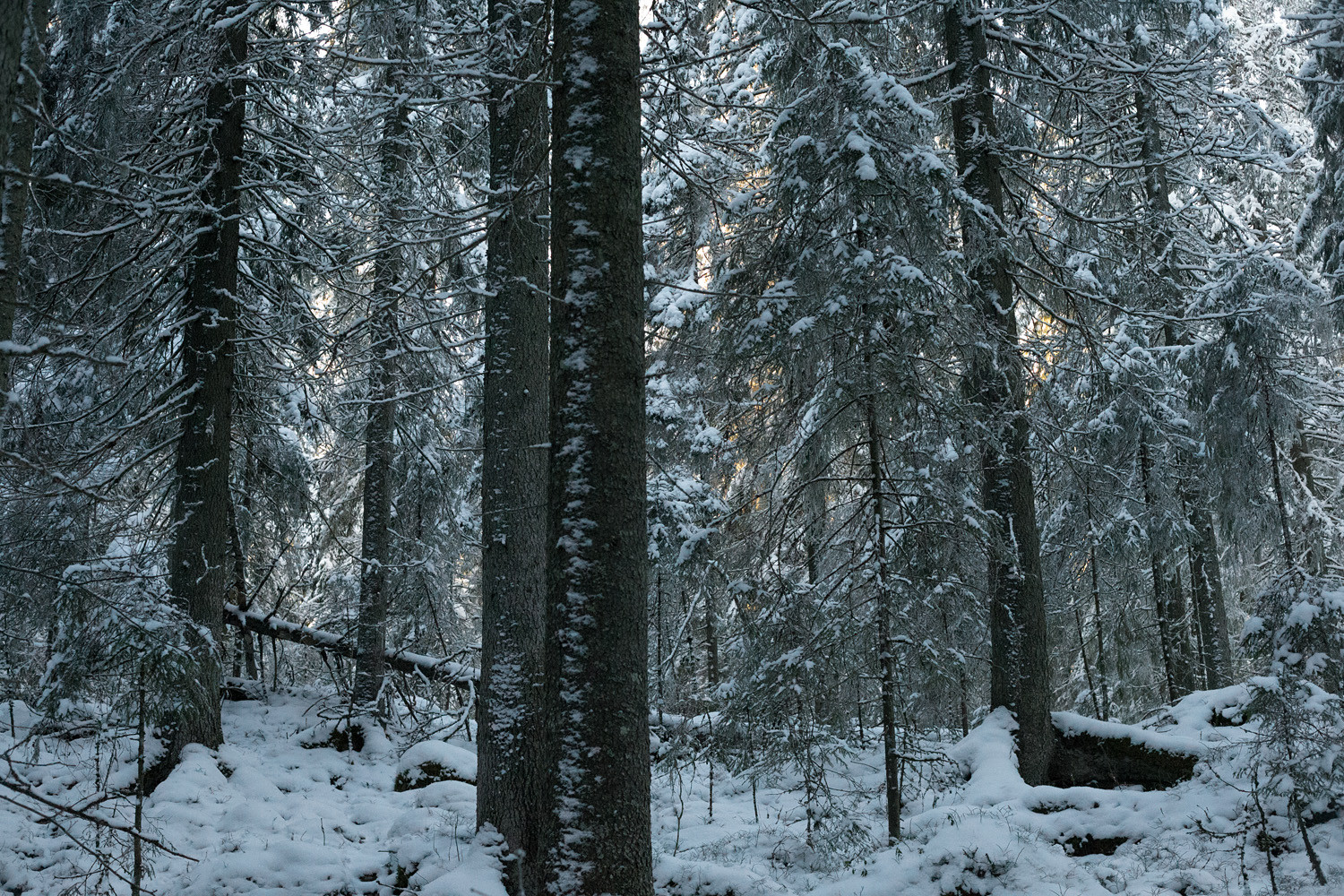 Talvinen hämärä kuusikko, luonnontilaista rinnemetsää.