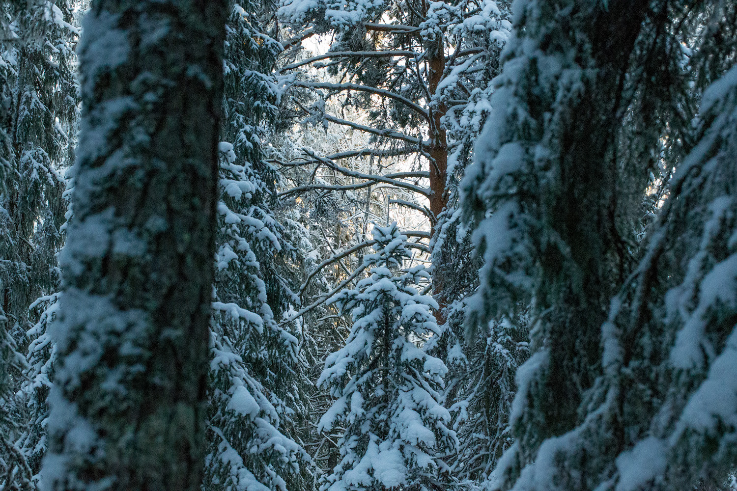 Auringonvalo kajastaa vanhan männyn lumisten oksien takaa luonnontilaisessa metsässä.