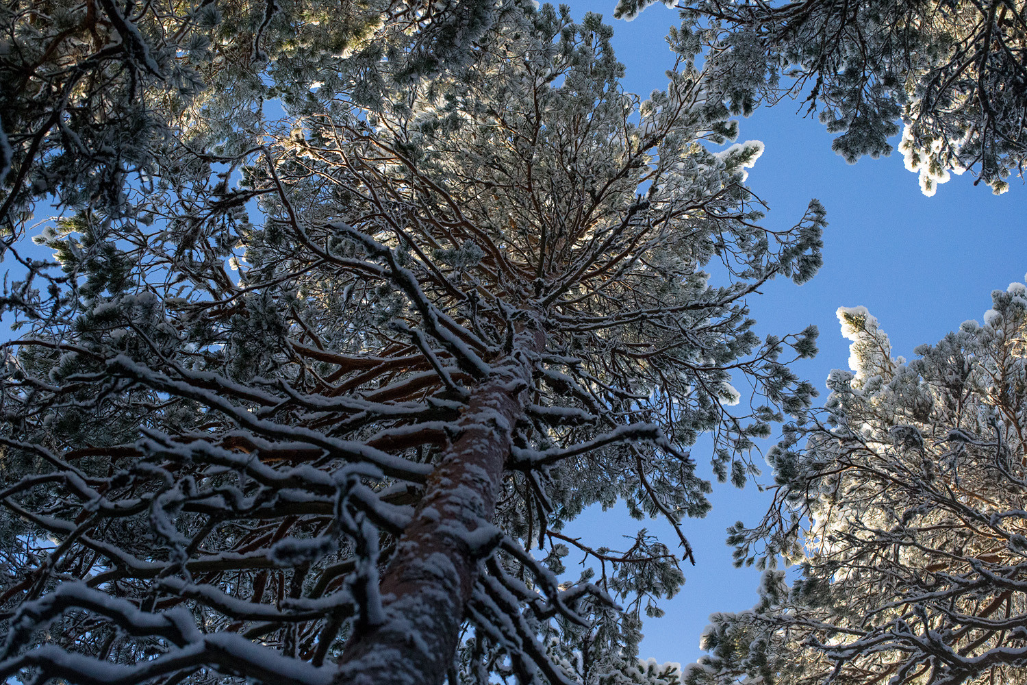Näkymä vanhan männyn tyveltä kohti sinistä taivasta, oksilla ohut lumipeite.