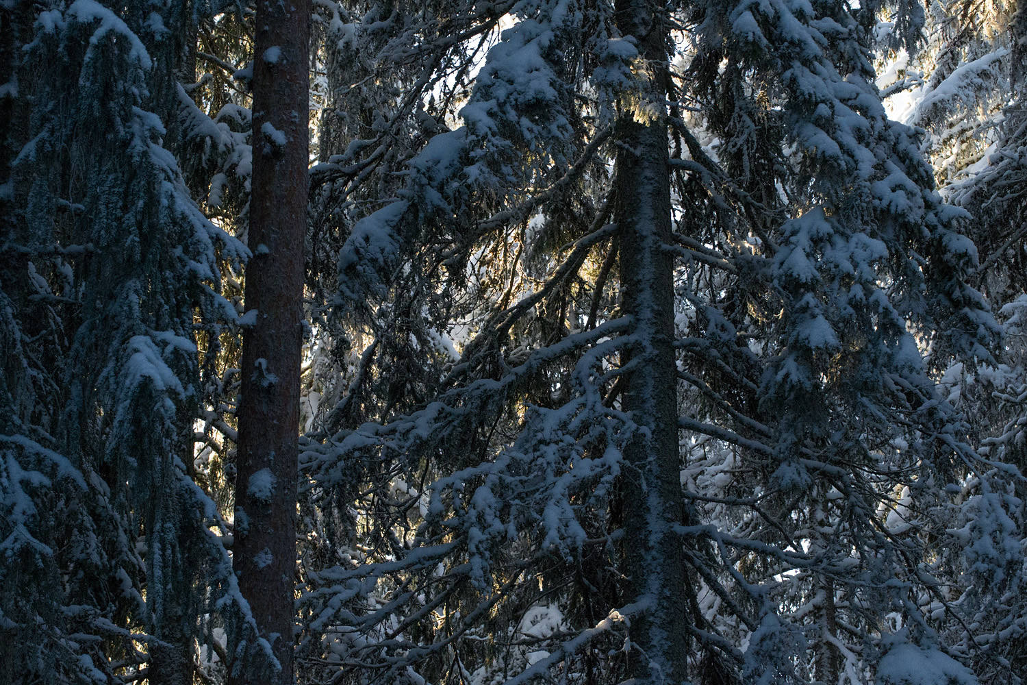Hämärä kuusikko, jonka puiden oksien takaa erottuu auringonvalo.