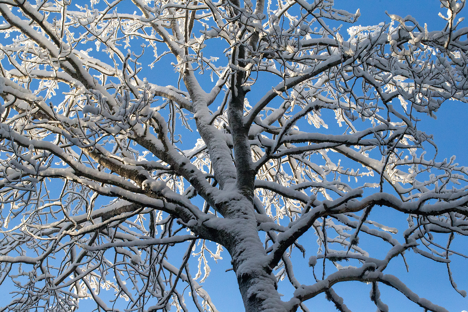 Ison haavan luminen lehdetön latvus sinistä taivasta vasten.