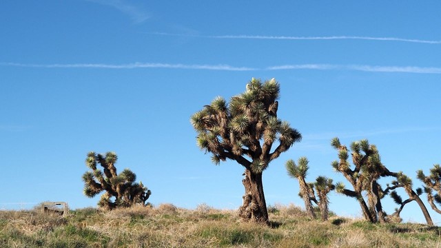 A stand of western Joshua trees, some with clusters of white flowers at the ends of branches, on a grassy hillside under a blue sky streaked with jet contrails