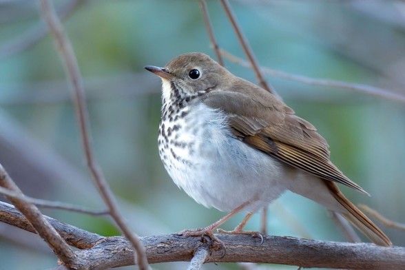 A hermit thrush, a passerine with brown head, back, and wings and a white breast with brown speckles; photo by Mick Thompson, via Flickr
