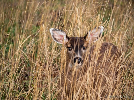 A deer faces the camera through tall grass