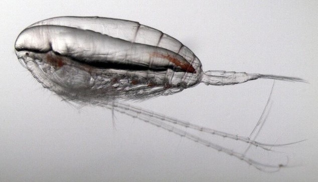 image/jpeg a very transparent torpedo shaped crustacean is seen with its antennae folded along underneath its body. A large clear lipid sac is visible extending through the body dorsally. Photo by M. Runge.