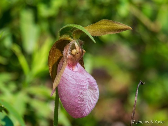 An orchid with a big pink labellum hanging below green-yellow, more strap-like tepals