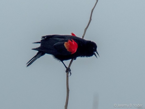 A black bird with bright red shoulder patches, clinging to an upright twig and leaning forward with its beak open, feathers fluffed out with the effort of screaming