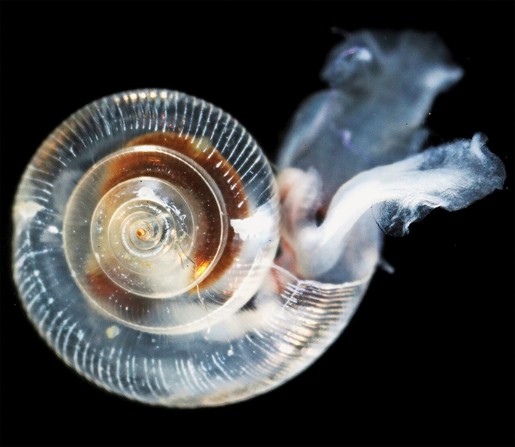 image/jpeg a microscopic nearly transparent snail with a tight spiral shell extends its feeding structure. Source NOAA, public domain.