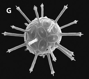 image/jpeg a microscopic photograph of a spherical organism covered in long pointed spikes. Rhabdosphaera clavigera from Montiero et al. 2016. CC-BY-SA 4.0.