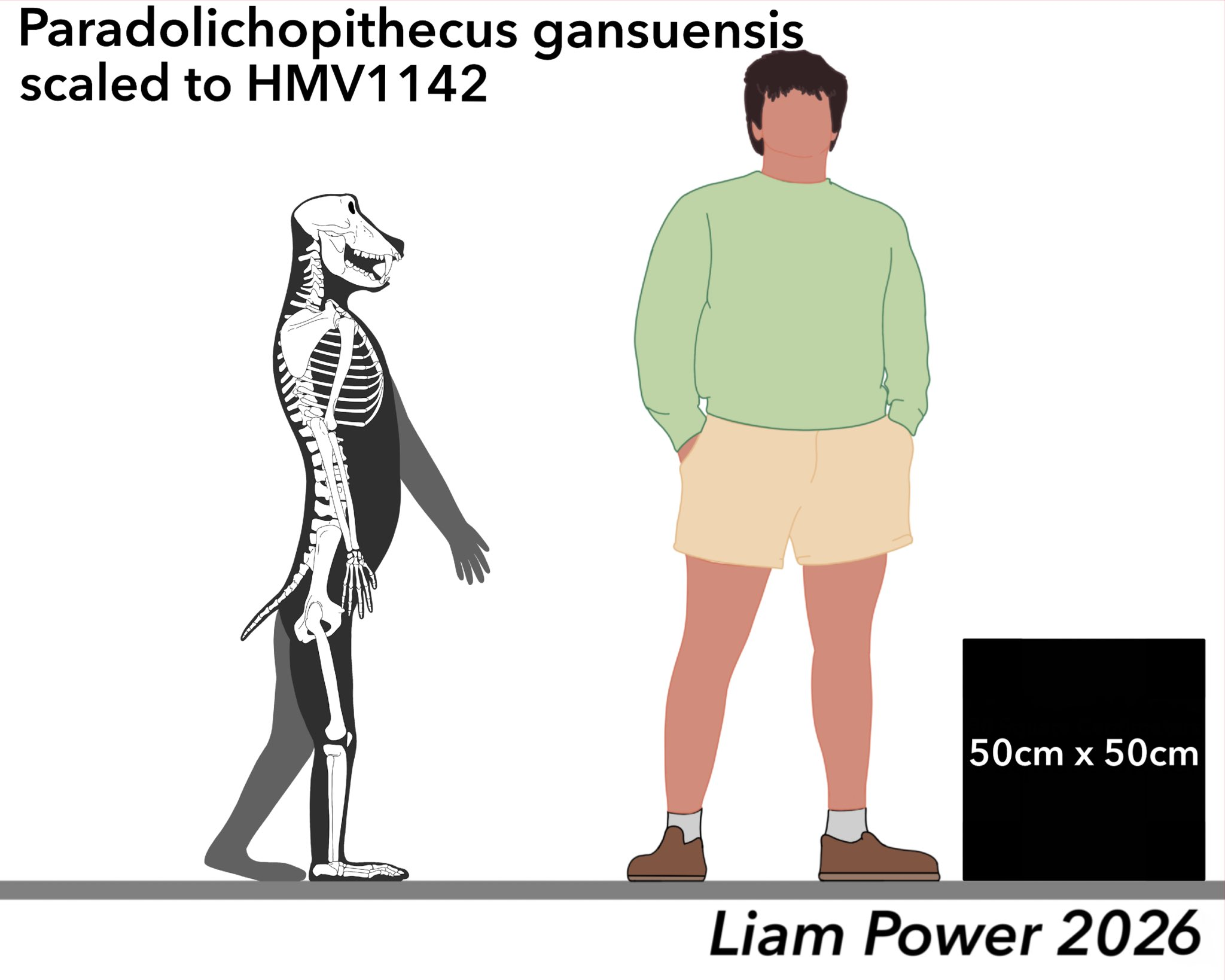 Paradolichopithecus gansuensis skeletal, a large bipedal cercopithecine from across Eurasia. Author Liam Powel.