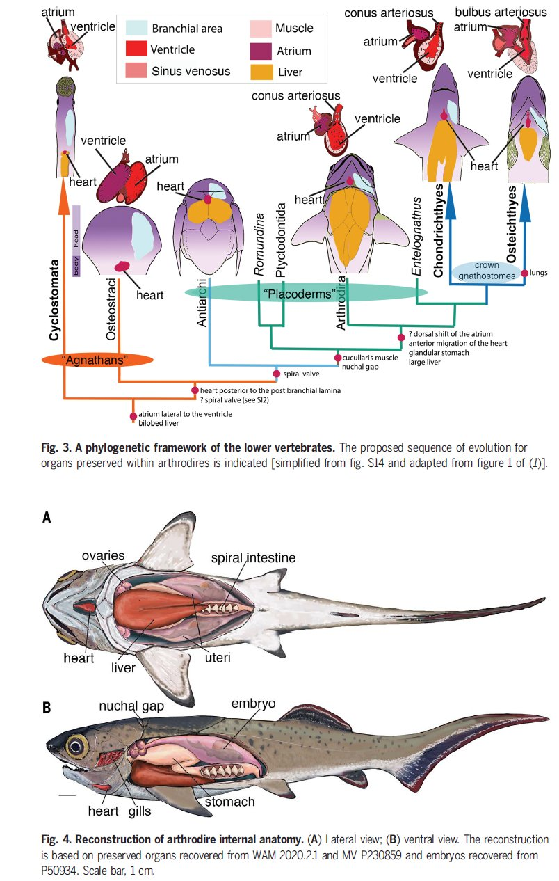 A phylogenetic framework of the lower vertebrates.