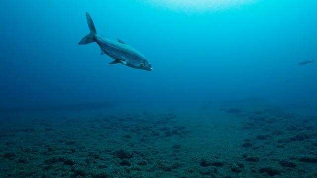 image/jpeg a solitary fish swims through extremely blue, clear water above a lake bottom. Still photo from documentary "All to Clear", by Inspired Planet Productions, with permission.
https://inspiredplanet.ca/alltooclear/