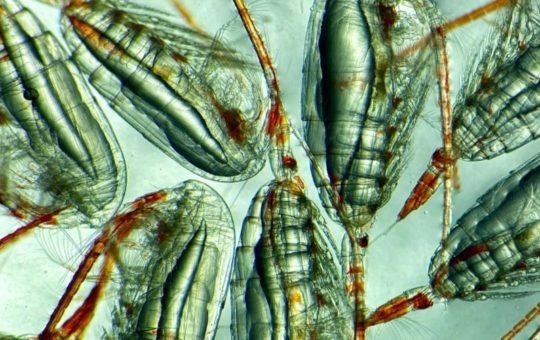 image/jpeg a collection of shrimp-like copepods are shown with bright orange tails and antennae. Long transparent  blobs are found at the top of their carapaces which are fats and lipids.
Photo from Daniel Mayor, University of Exeter.