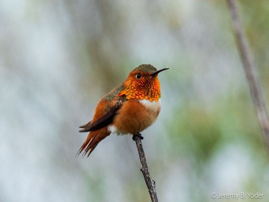 A front three-quarters view of a red-brown hummingbird with an iridescent orange gorget above a white breast, perched on a twig in front of out-of-focus foliage
