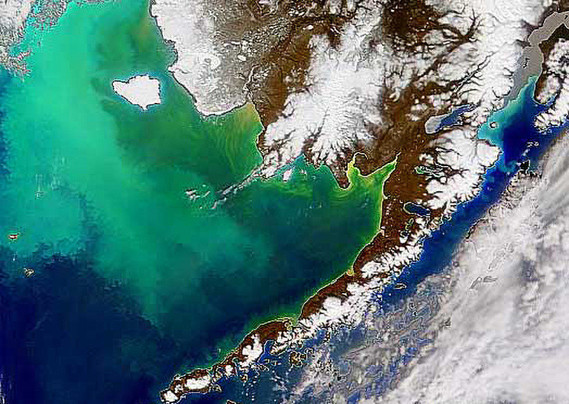 image/jpeg a range of bright green colours shows algae growth from a satellite photo of the Bering Sea off the snowy coast of Alaska. Source: NASA, public domain.