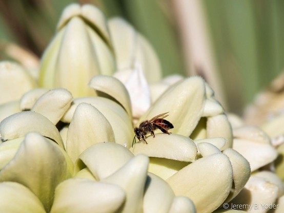 A honeybee in sharp focus, perched on the curving fleshy petals of one green-yellow flower amidst a larger inflorescence of green-yellow flowers with curving fleshy petals