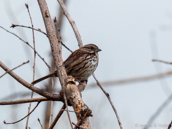 A brown-and-white striped sparrow with mostly lighter coloring on the breast, perched amongst twigs with no leaves but early buds, in front of a gray sky