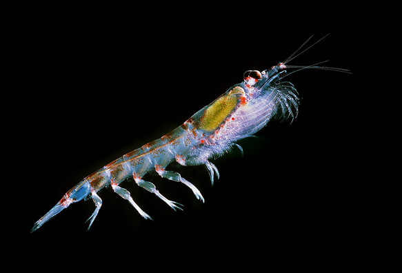 image/jpeg a colourfull shrimp-like creature with large eyes swims against a black background. Euphausia superba, the Antarctic Krill. Photo from Uwe Kils, CC BY-SA 3.0.