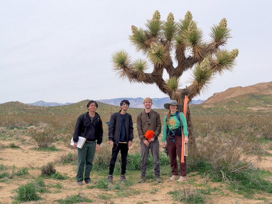 Four people standing in an open desert landscape underneath a Joshua tree with big clusters of flowers on almost every branch