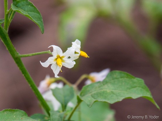 Two flowers with white, five-lobed corollas like stars, framing long tubular yellow anthers with pores at their tips, closely appressed to narrow styles