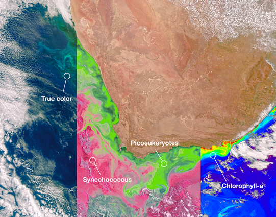 image/png a satellite image identifies two different algal communities in the ocean off South Africa on Feb. 28, 2024. The central panel of this image shows Synechococcus in pink and picoeukaryotes in green. The left panel of this image shows a natural color view of the ocean, and the right panel displays the concentration of the photosynthetic pigment chlorophyll-a used to identify the presence of phytoplankton. This is the first composite image from the Ocean Colour Instrument on the PACE sat…